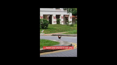 Rooster Crossing a Road in Singapore, April 24