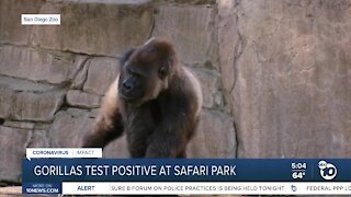 Gorilla troop at San Diego Zoo Safari Park tests positive for coronavirus