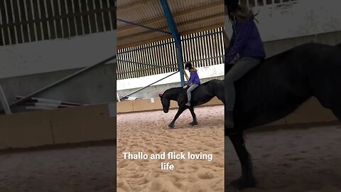 Thallo is loving freedom #viral #horse #equestrian #naturalhorsemanship #fyp #youtubeshorts #shorts