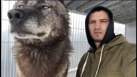 The Largest Canadian Wolf