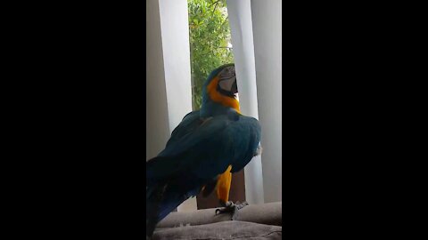 Parrot's best friend is a sweet