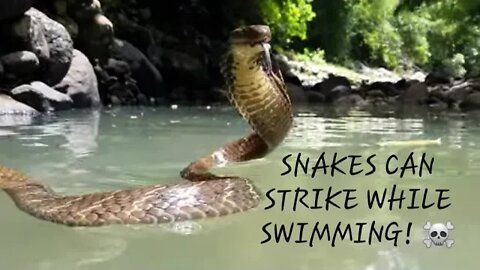 KING COBRA Warns camera man to BACK OFF!! #kingcobra #snake Wildlife Adventure Channel 🐍