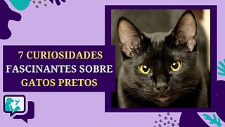 7 Fatos Curiosos Sobre GATOS PRETOS