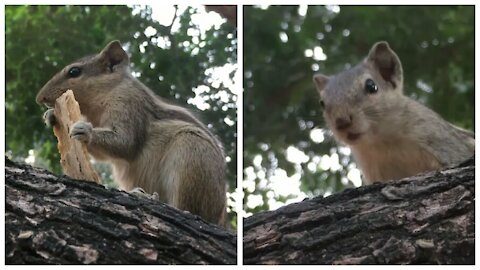 Let me eat don't disturb. 🐿