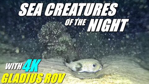 GLADIUS Underwater ROV - Exploring Hawaiian Reef at Night!