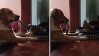 Dog dominates puppy in hilarious game of tug-of-war