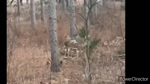 2020 deer sightings