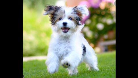 Funny and Happy Puppy