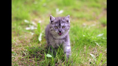 Funny and Cute Cat playing together