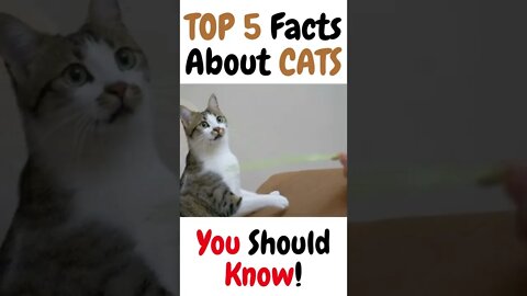 Top 5 Facts about cats - Amazing facts about cats - top facts about cats - Cat training - #shorts