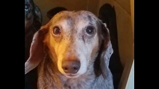 Cadela dachshund é adorável a pedir mimos ao dono