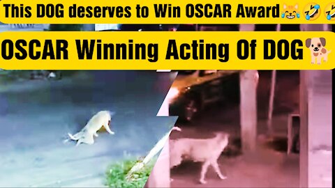 Oscar Winning Acting Of DOG 🐕dog pretends to be a handicapped just for crossing road🤣#Dog