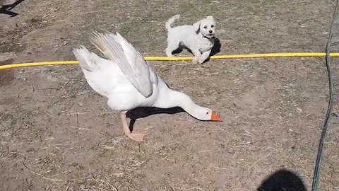 Irritated goose repeatedly chases off pesky pup