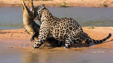 A lion preys on a crocodile
