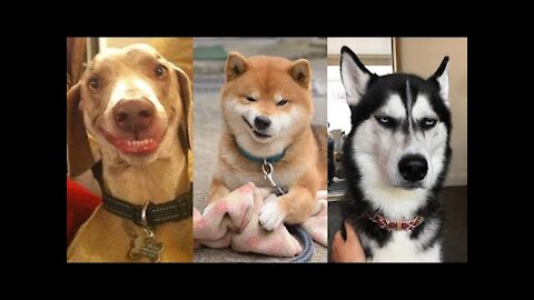 🤣 Funny dog ​​videos 2021🤣 🐶 It's time to LAUGH with the cutest dogs