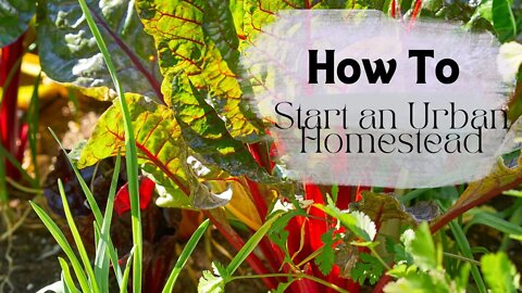 How to Start an Urban Homestead | Growing in a Small Space on a Budget