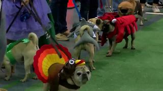 Pugs get ready for judging in store-bought costume contest