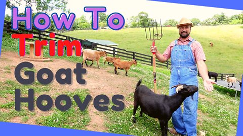 How To Trim Goat Hooves | Important Tips on Hoof Trimming | Farm Chores