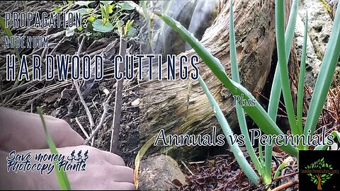 Hardwood Cuttings, plus Annuals vs Perennials, and channel updates