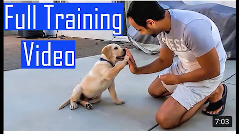 Labrador puppy learning and performing training commonds