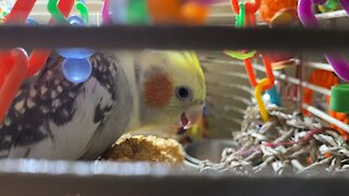 Cockatiel dinner time ❤️