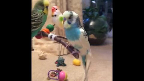 Beautiful movements of a lovebird in the presence and absence of its mate