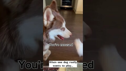 Husky has serious attitude with Aussie