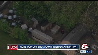 Cockfighting operation busted in Hendricks, Montgomery counties