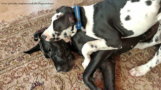 Puppy puts Great Dane's head in his mouth