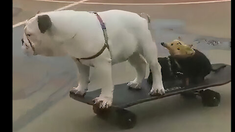dog skateboarding with his brother