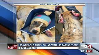 10-week-old puppy found with ears cut off