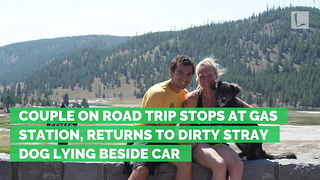 Couple on Road Trip Stops at Gas Station, Returns to Dirty Stray Dog Lying Beside Car