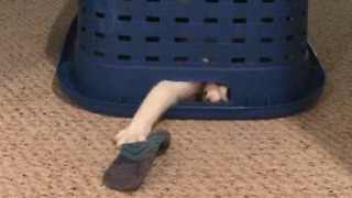 A Cat Under a Laundry Basket Grabs Socks