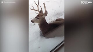 Un cerf se repose dans la neige au Canada