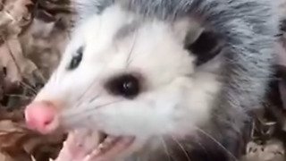 Crazy Guy Pets Wild Possum, They Become Best Friends