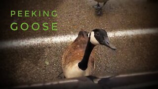 Peking Goose or Peeking Goose
