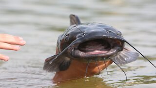 Rescuing a beached catfish and returning it to sea