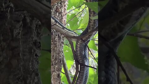 Giant rat snake climbing! #snakes #reptiles #animal #colubrid #wildlife #ratsnake #herpetology
