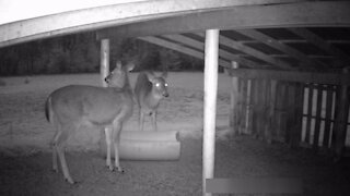 Nature Clips 3 - Deer In The Pasture