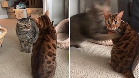 What A Fight | Cute Kitten & Funny Cat