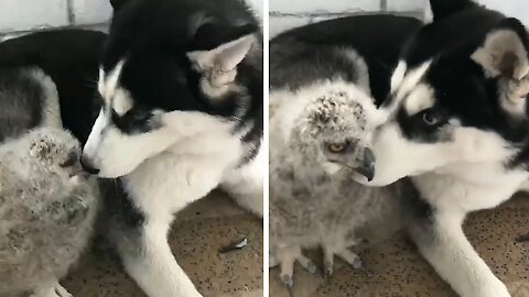 dog messing with an owl