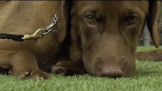 Loxahatchee service animal training company to give away free service dog this Christmas
