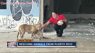 Local animal rescuers back in Puerto Rico