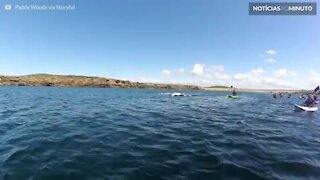 Golfinhos nadam ao lado de caiaques na irlanda