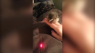 "Baby Bird Loves Laser Pointer"