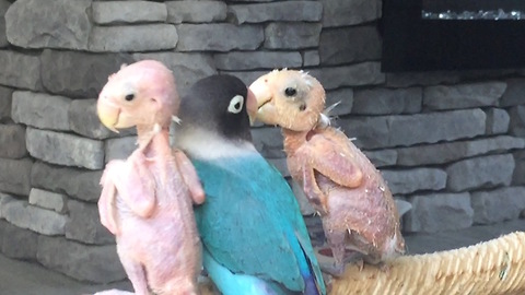 Bald Birds Find Love In Polyamorous Relationship | Cute As Fluff