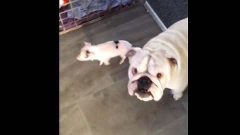 Deaf Bulldog meets a tiny baby piglet