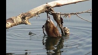 Hilarious muskrat