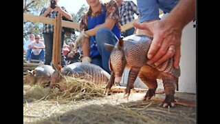 ARMADILLO RACE