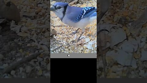 Blue jay🐦up close in your face👀2 #cute #funny #animal #nature #wildlife #trailcam #farm #homestead